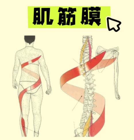 肌筋膜链康复技术大汇总（康复师必备掌握）