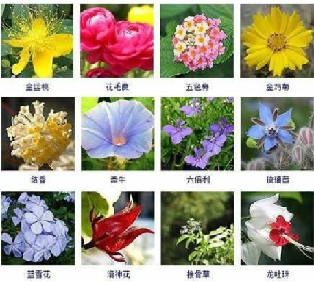 花百科：养花必备，涵盖海量花卉图鉴、专业养护建议、实用技巧及热门花卉推荐，专家在线答疑解难题