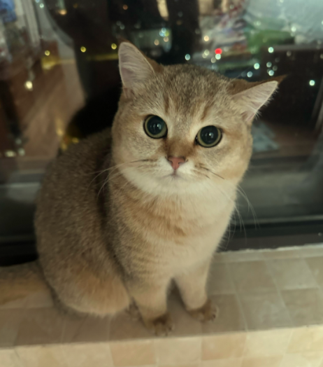 养猫攻略大全+爱猫养护实用手册